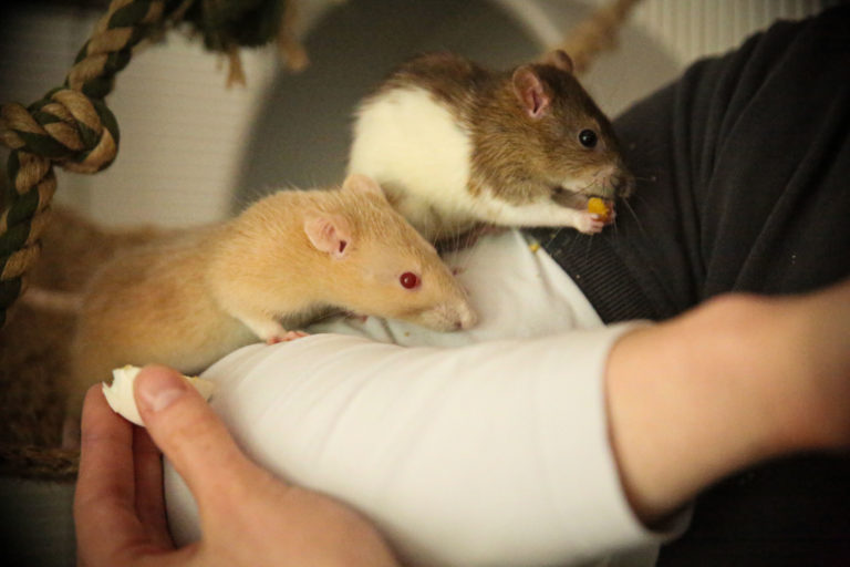 De van tamme ratten Dierdocent