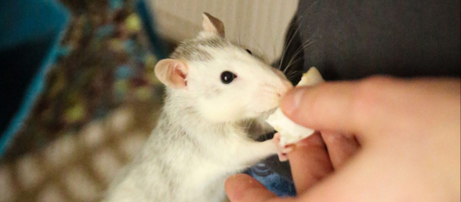 Tamme Ratten Tamme ratten - Dierdocent