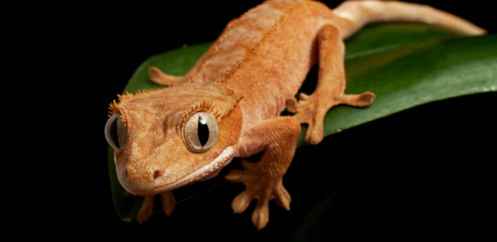 CrestedGEckoStockImage